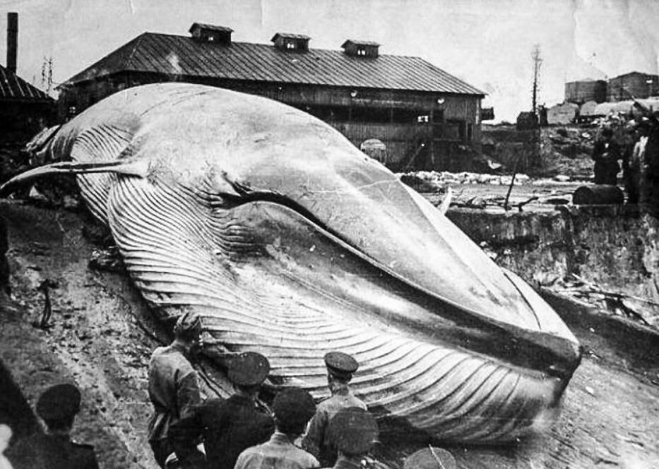 Выброшенный цунами синий кит / fotostrana.ru