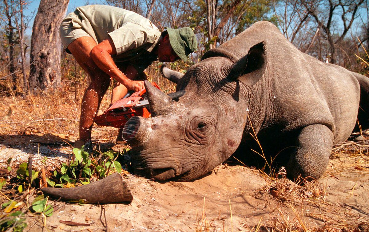 Один из наиболее надёжных способов спасения носорога от браконьеров: отпилить ему рога под анестезией. Правда, такой самец не сможет конкурировать за самок со своими рогатыми товарищами.