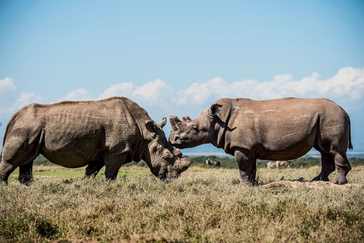 Последний самец северного белого носорога Судан (это имя носорога) общается с Фату, своей внучкой. 2015 год.