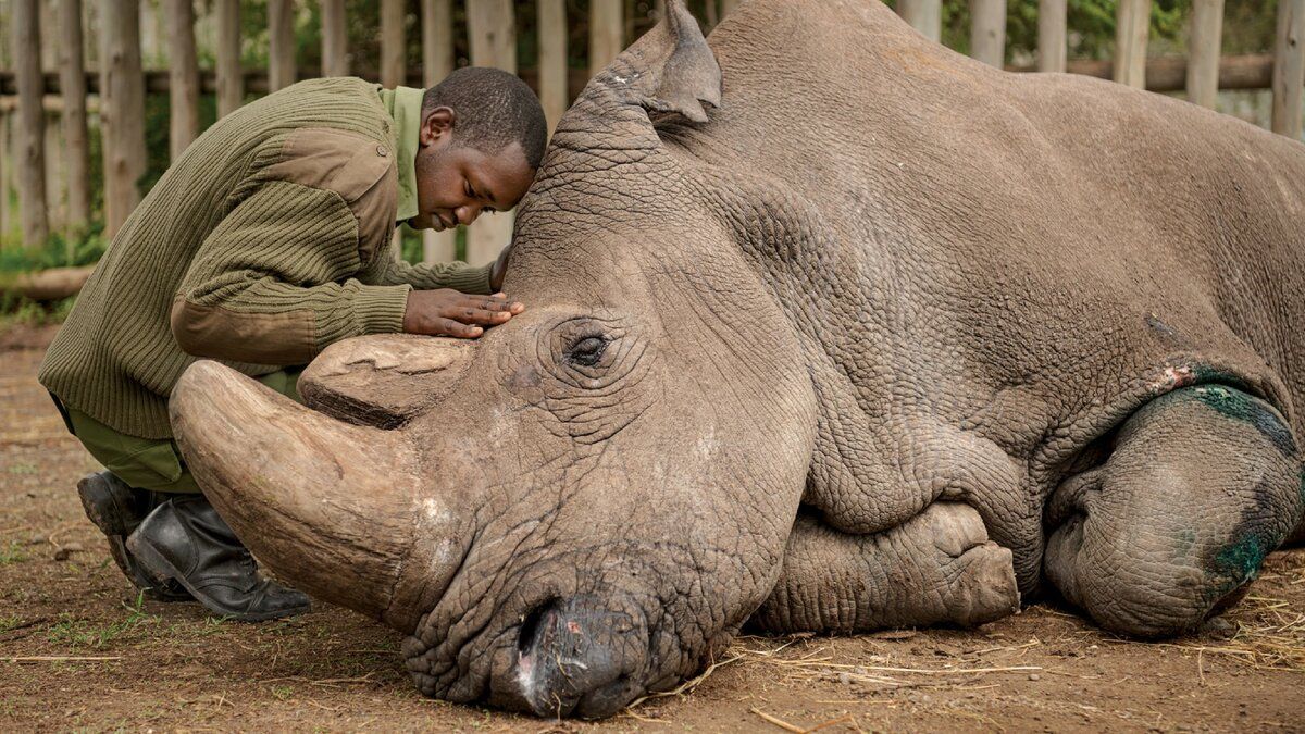 Это тоже носорог Судан в последние минуты своей жизни. 2018 год. Автор статьи помнит, что эта новость облетела даже наши телеканалы и резанула его сердце тоскливой болью.