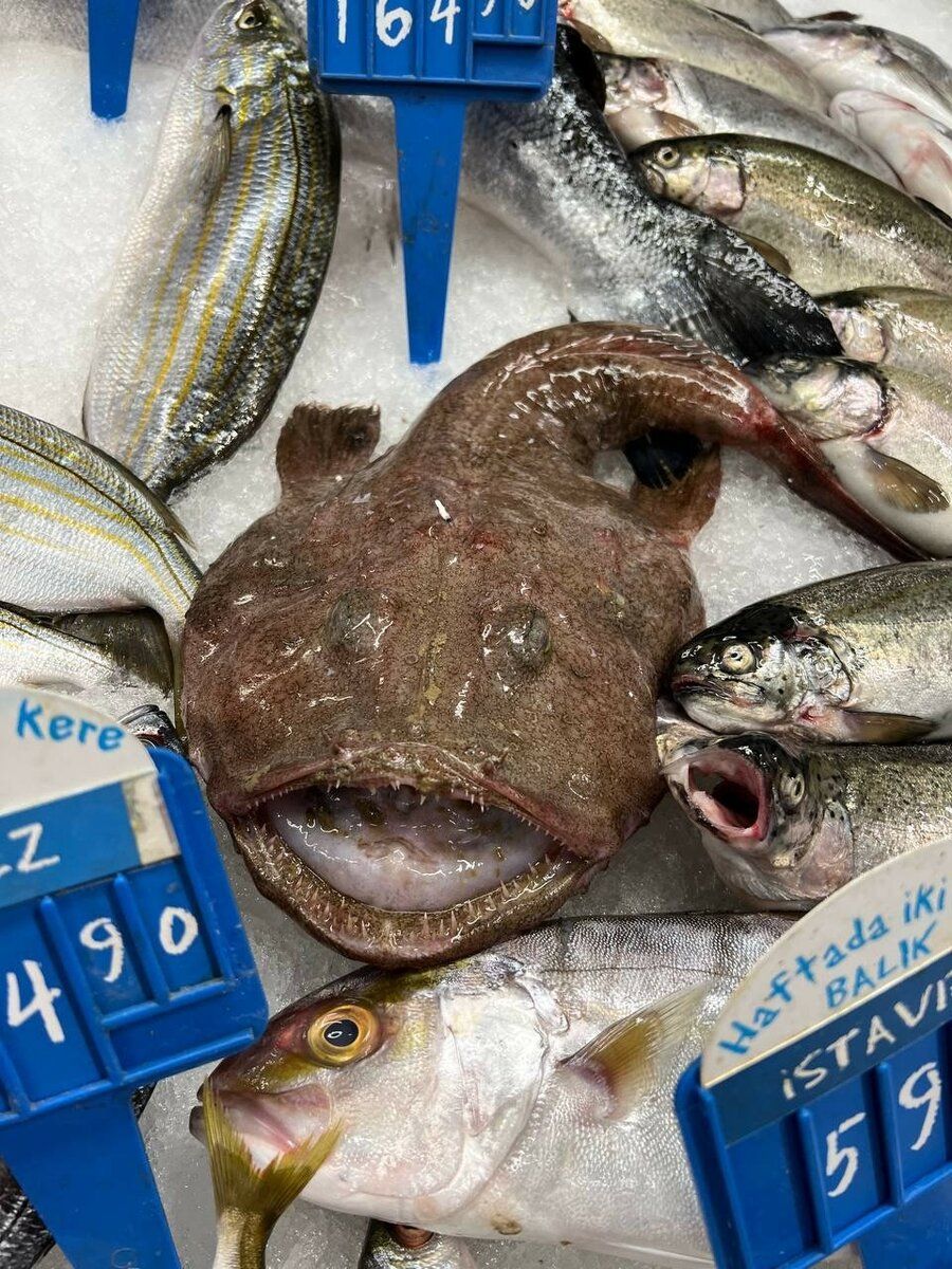     Продукты в Турции стоят дешевле. Например, экзотическая рыба - от 500 рублей за килограмм. Алена МАРТЫНОВА