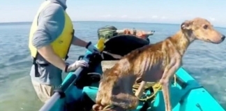 Путешественник случайно обнаружил на острове худого пса и взял его с собой