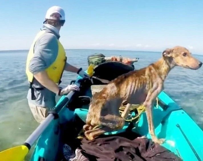 Путешественник случайно обнаружил на острове худого пса и взял его с собой