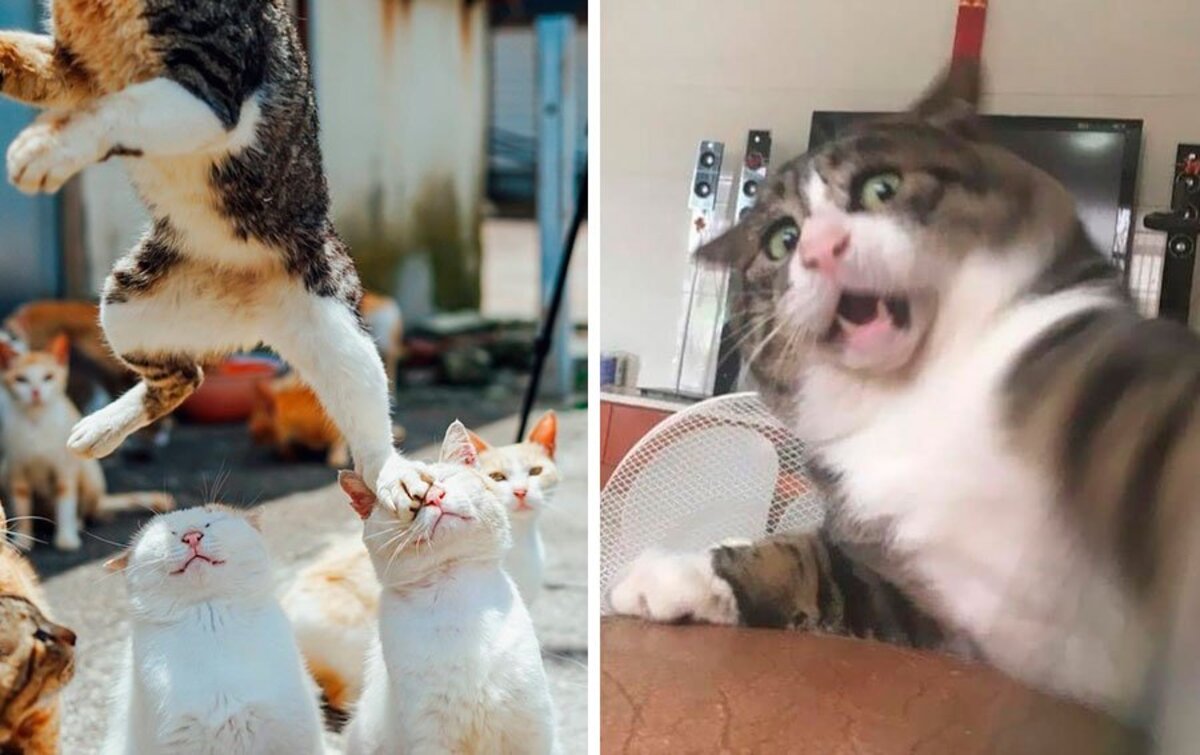 12 котов с такими забавными физиономиями, что трудно сдержать смех