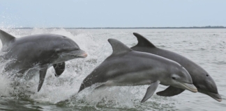 Стая дельфинов помогла спасателям найти мужчину, пропавшего в море