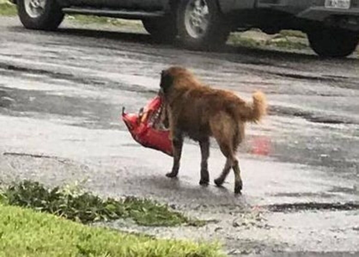 Парень спас собаку, в зубах которой был странный пакет: В пакете были маленькие щенята