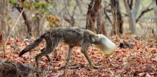Обессиливший волк с канистрой на голове попал на фото и это его спасло