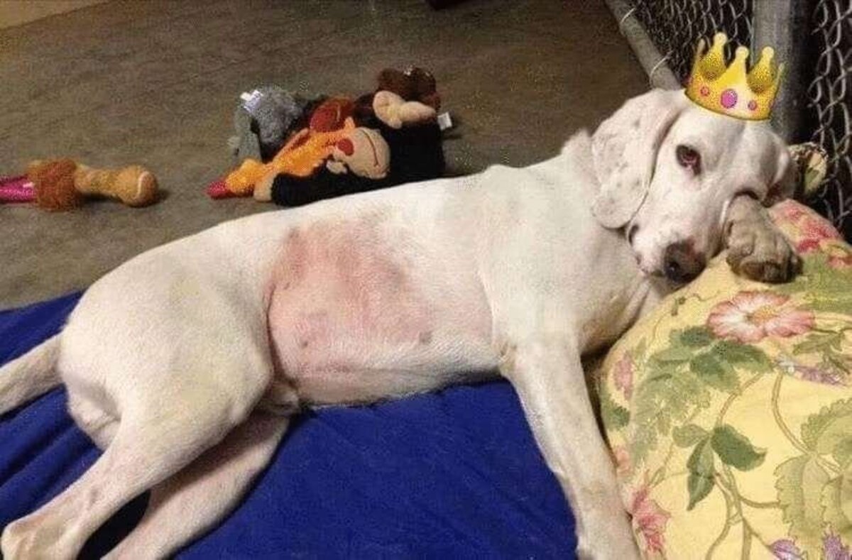 Красивого белого пса за год 11 раз возвращали в приют, пока люди не догадались, чего он хотел