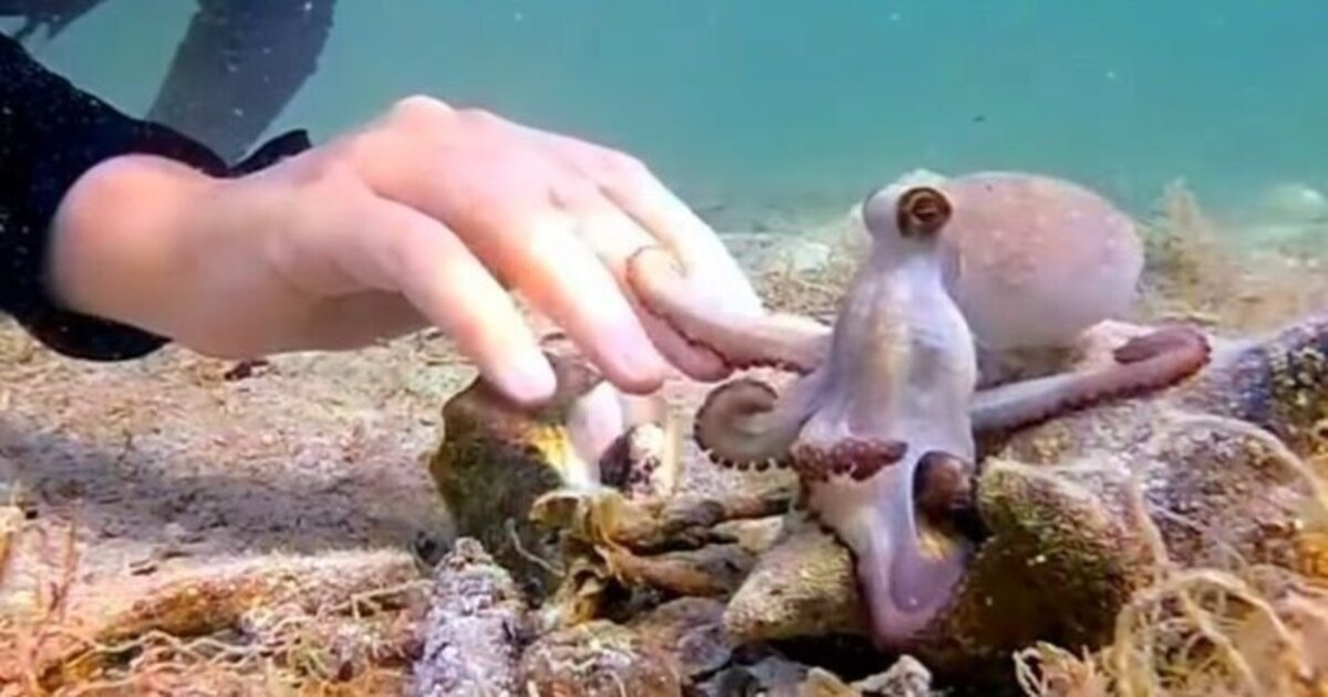как оказалось, осьминоги еще и умеют дружить.